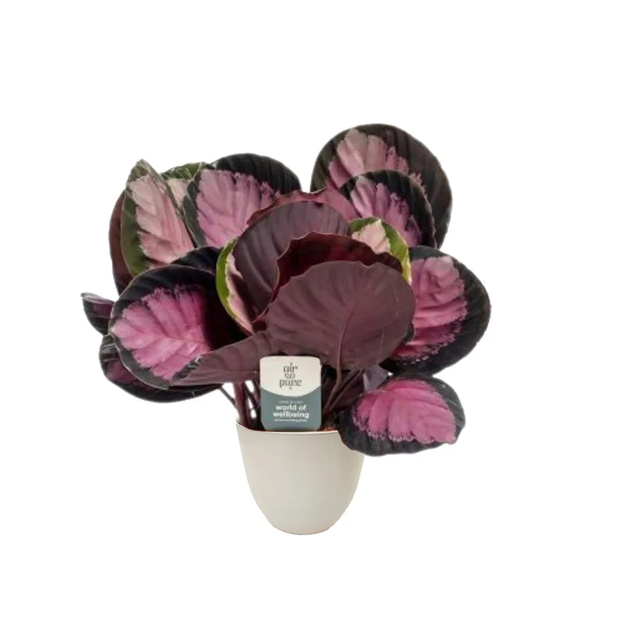 Calathea Roseopicta Crimson - pianta da interno con foglie verdi e porpora in vaso sostenibile