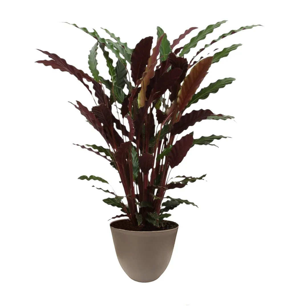 Calathea Rufibarba - Vista ravvicinata delle venature e della texture vellutata delle foglie
