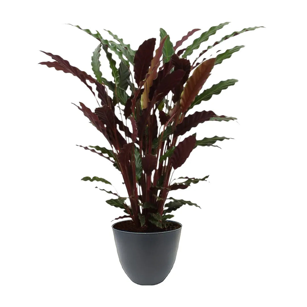 Calathea Rufibarba - Pianta alta 65cm in vaso colore verde rosmarino