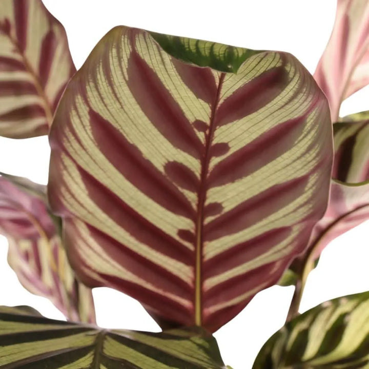 Calathea Makoyana online - Dettaglio del retro foglia di colore porpora