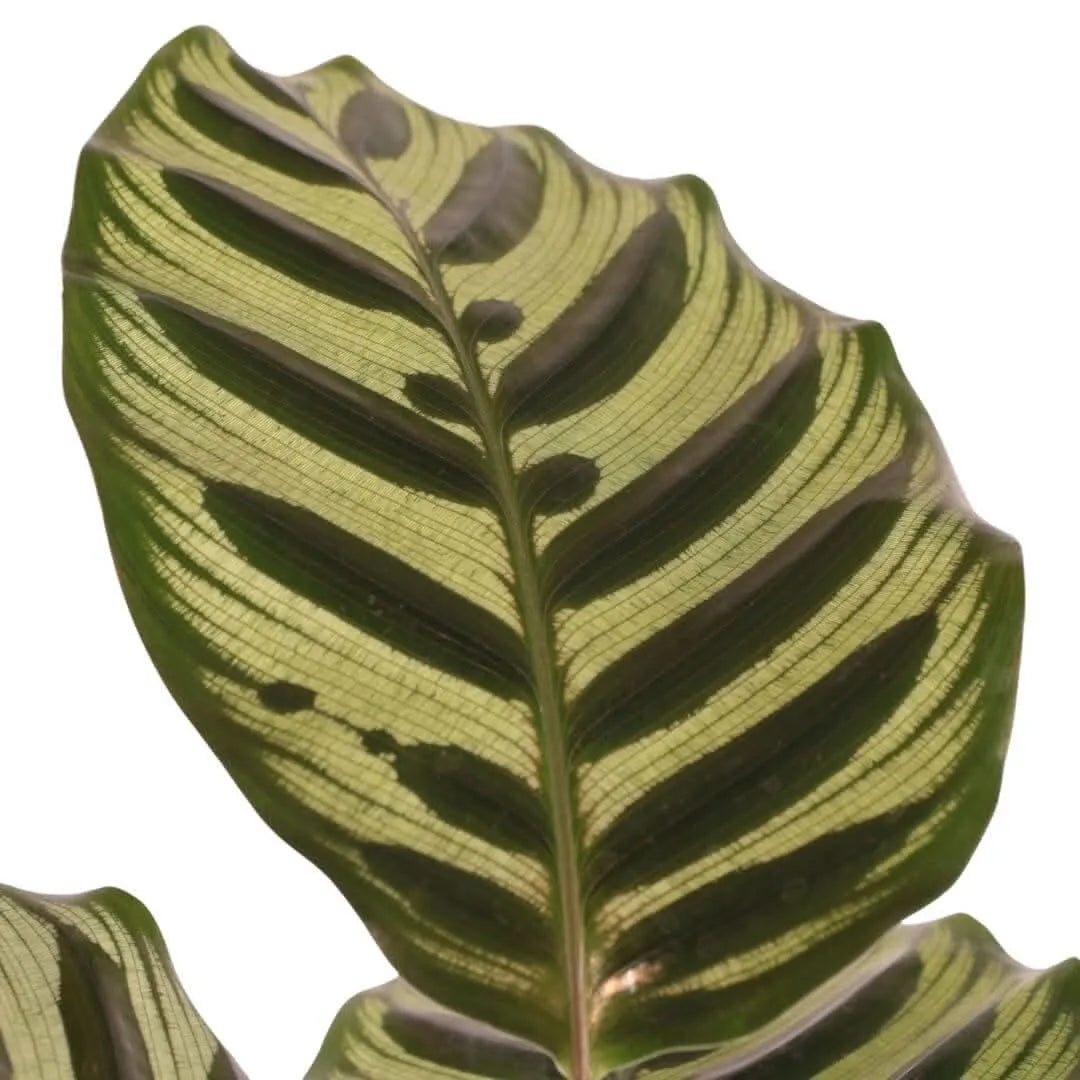 Calathea Makoyana - Primo piano dei disegni naturali e della texture sulle foglie