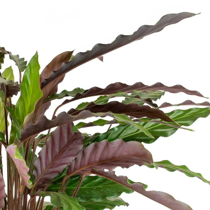 Calathea Rufibarba - Esempio di pianta in ambiente domestico moderno