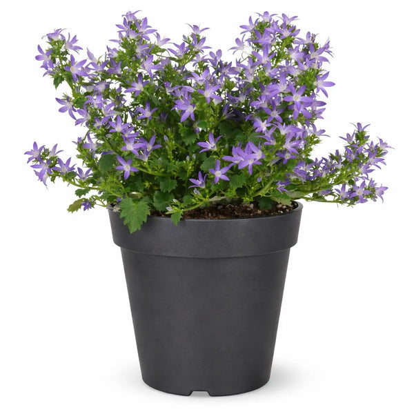 Campanula catharina (bocciolata) H.25 D.14 cm