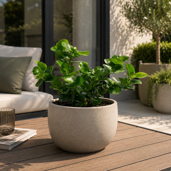 Carissa grandiflora dal fogliame fitto e lucente coltivata in vaso rotondo effetto pietra, inserita in un ambiente outdoor dal design contemporaneo.
