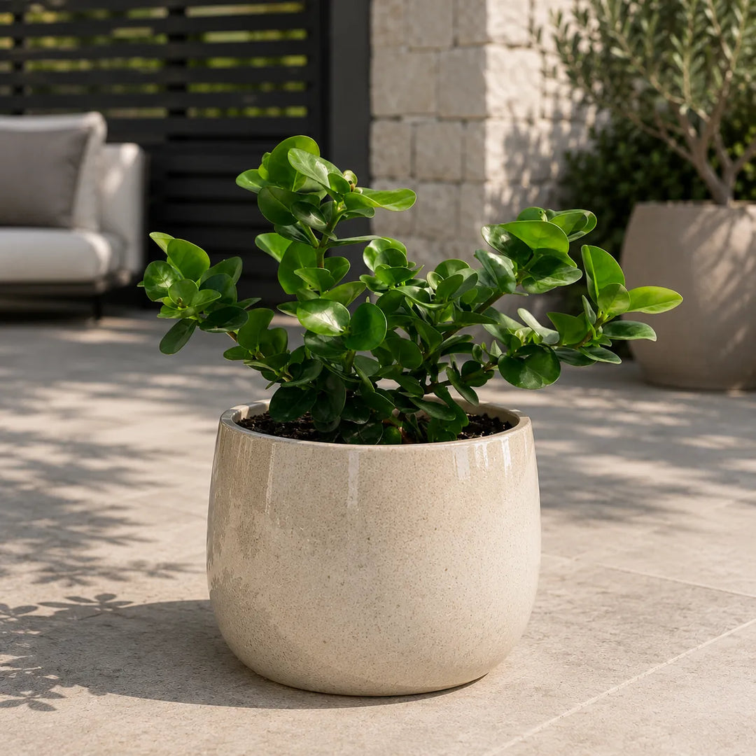 Carissa grandiflora con foglie verdi lucide e portamento compatto coltivata in vaso beige decorativo su terrazza moderna, ideale per spazi esterni eleganti.