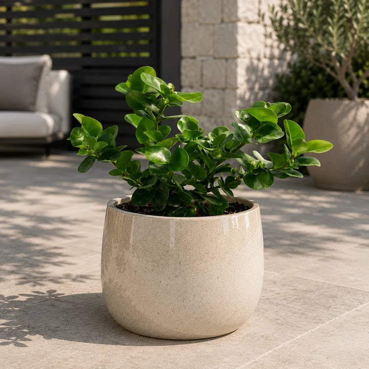 Carissa grandiflora con foglie verdi lucide e portamento compatto coltivata in vaso beige decorativo su terrazza moderna, ideale per spazi esterni eleganti.
