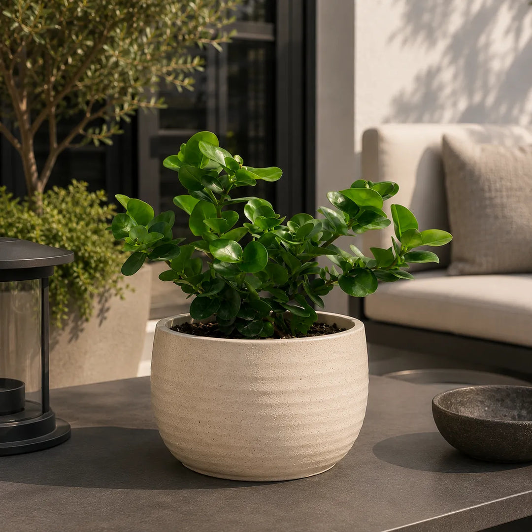 Pianta di Carissa grandiflora in vaso color sabbia posizionata su tavolo da esterno, perfetta per arredare terrazze, balconi e zone relax.