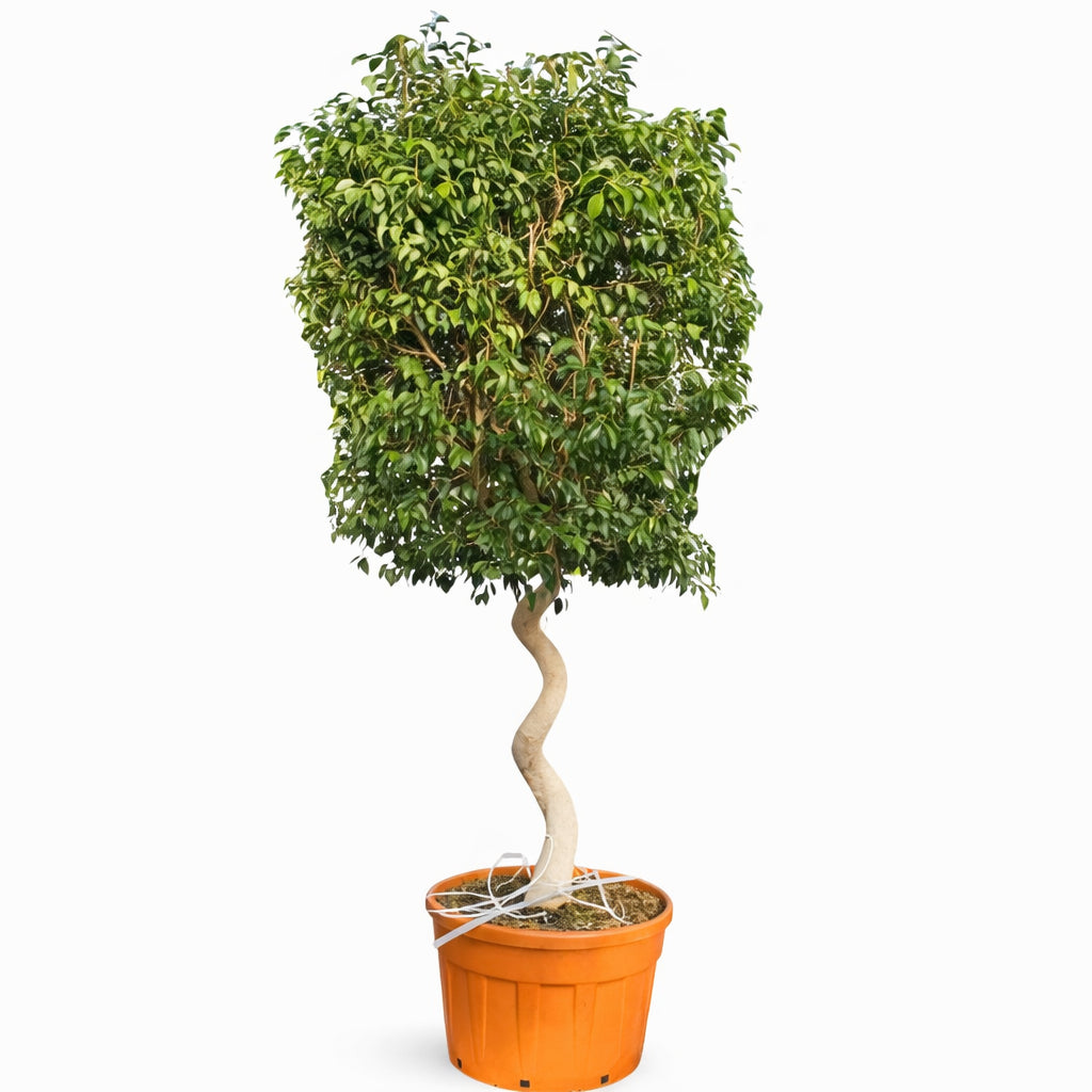 Ficus exotica spliral in vaso plastica D.69 H. 270/300 cm