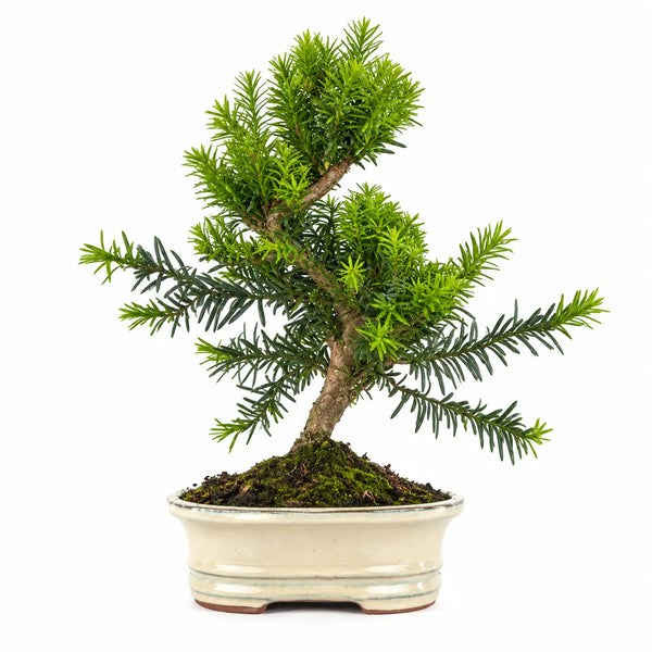 Bonsai 9 Anni Taxus Media (Tasso) - Collezione Premium