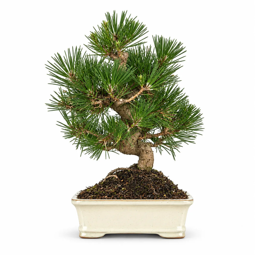 Bonsai 12 Anni Pinus Thunbergii - Collezione Premium