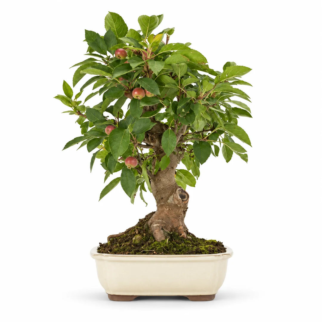 Bonsai Melo de 18 anys - Col·lecció Premium