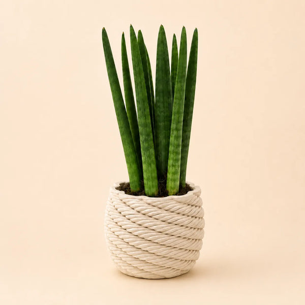 Sansevieria cylindrica en pot de céramique artisanale Carina D.10 cm