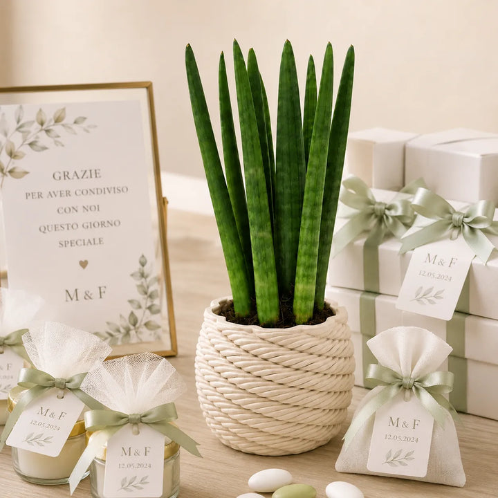 Sansevieria cylindrica en pot de céramique artisanale Carina D.10 cm