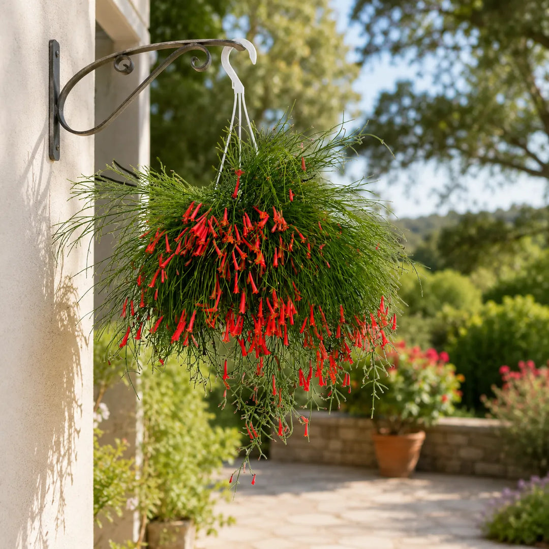 Russelia con cascata di fiori rossi coltivata in basket appeso a una parete esterna, ideale per decorare terrazze, ingressi e spazi outdoor.
