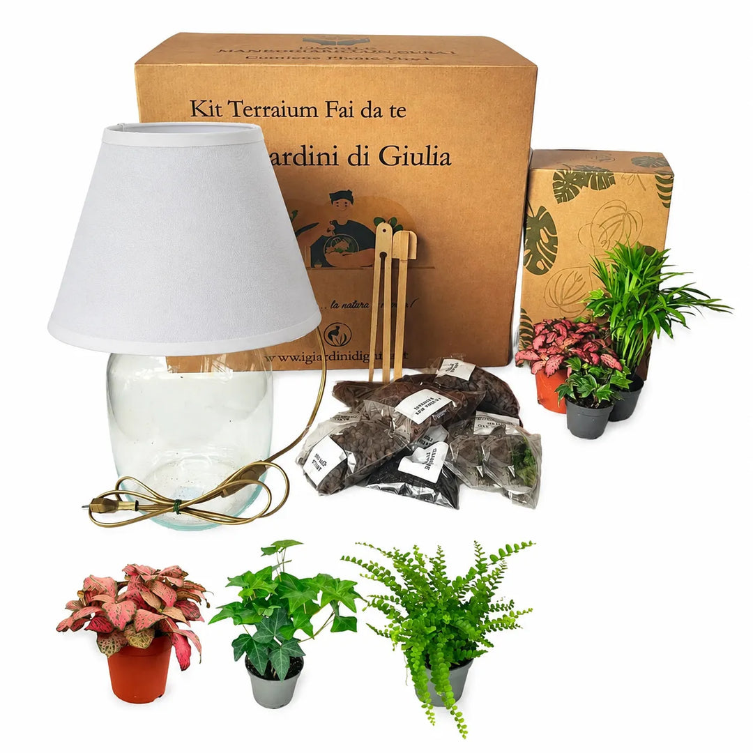 Kit de terrarium Lamparium moyen avec plantes vertes