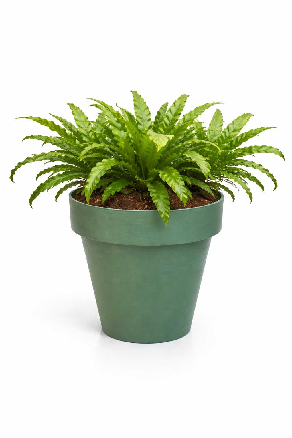 ASPLENIUM MIX IN TIME 35 3 PIANTE