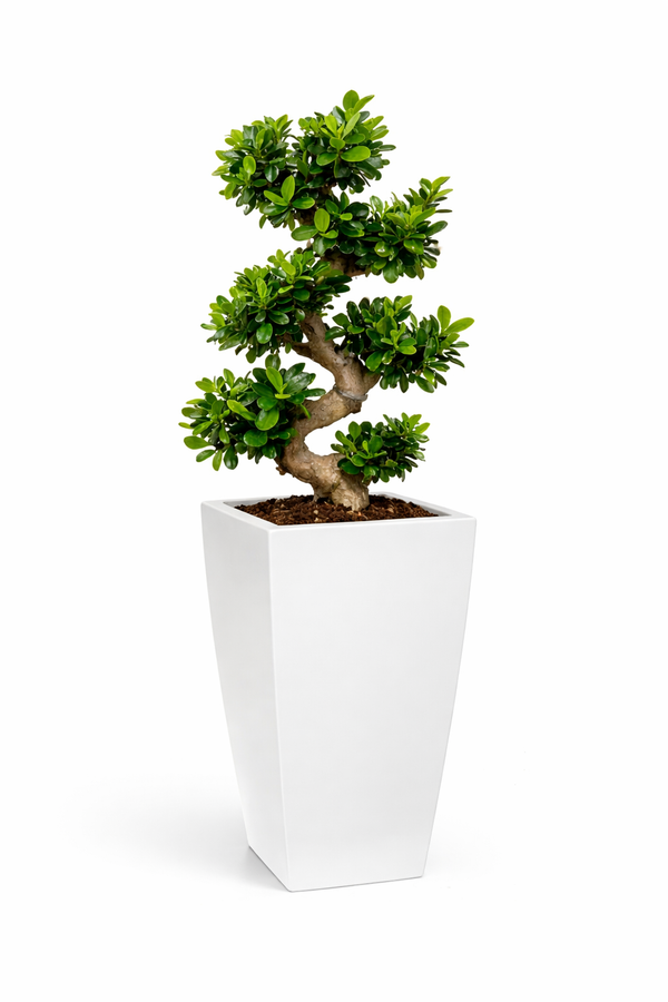 BONSAI S SHAPE 70/80 IN LOGOS D. 30 CM