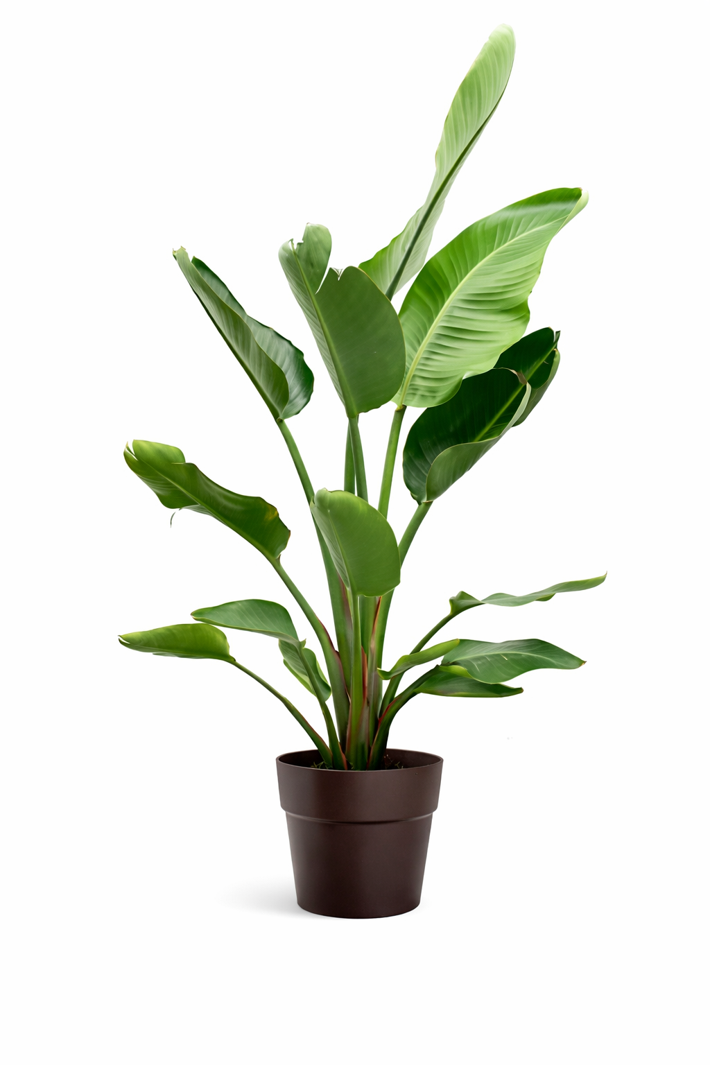 STRELITZIA NICOLAI VASO ANDROMEDA 28
