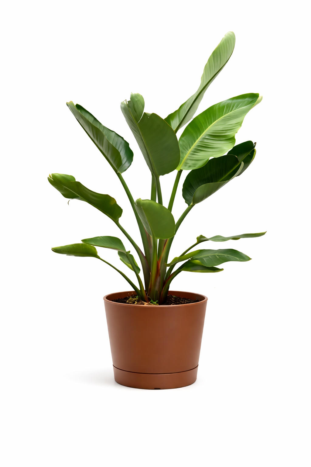 STRELITZIA NICOLAI H. 100 IN ORIONE D. 24