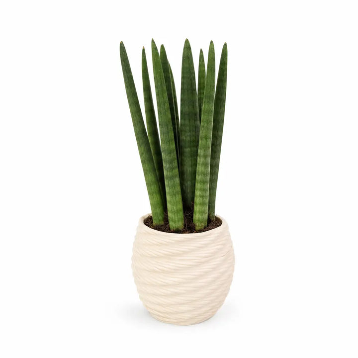 Sansevieria Cylindrica - pianta in vaso di ceramica artigianale Carina su sfondo neutro, vista frontale