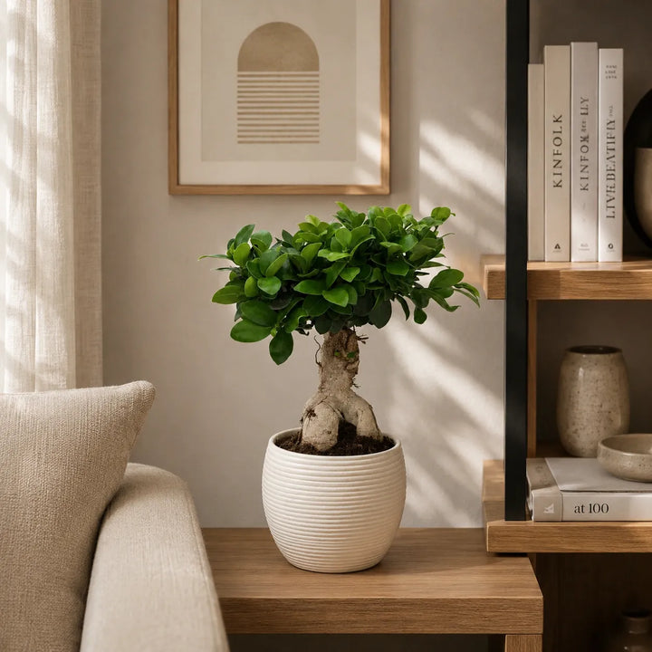 Bonsai ficus ginseng in vaso Sally D.17 H.40 cm