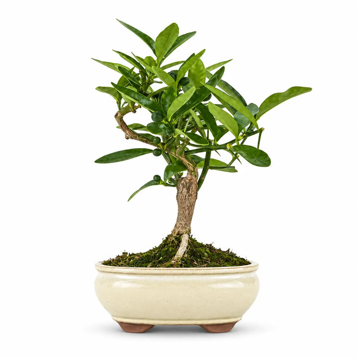 Bonsai 7 anni Citrus Kinzu - Collezione Premium