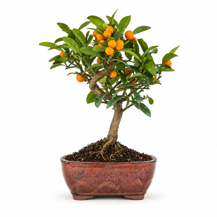 Bonsai 7 anni Citrus Kinzu - Collezione Premium