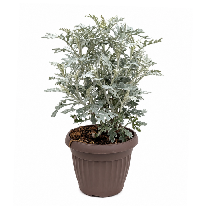 cineraria marittima silver dust in vaso marrone pianta ornamentale foglie grigie