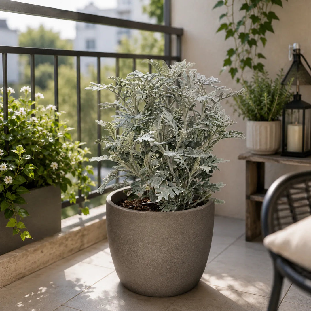 cineraria marittima in vaso grigio pianta ornamentale da balcone foglie argento