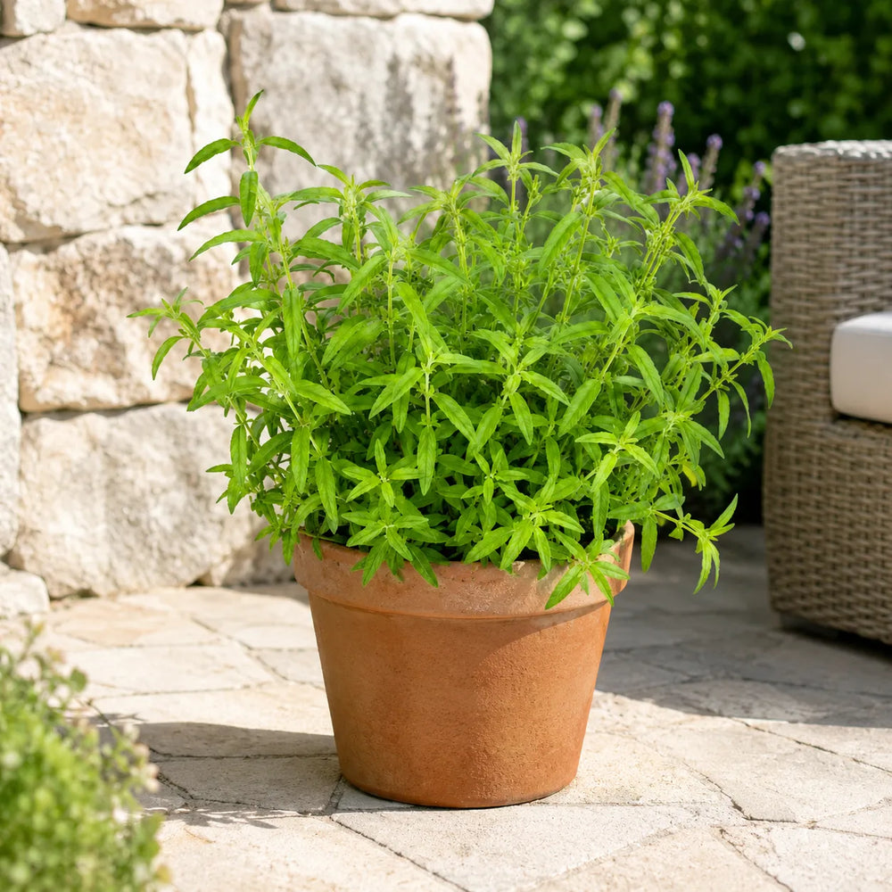 Pianta di citronella in vaso di terracotta posizionata su una pavimentazione esterna, ideale per terrazzi, giardini e aree relax all'aperto.