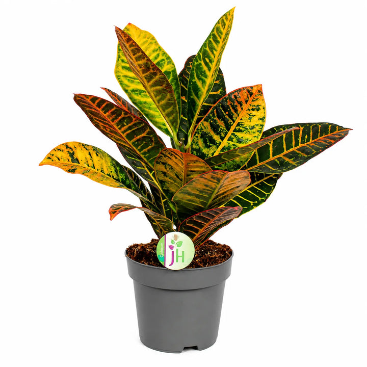 Codiaeum var. grbl. Petra D.17 H.45 cm
