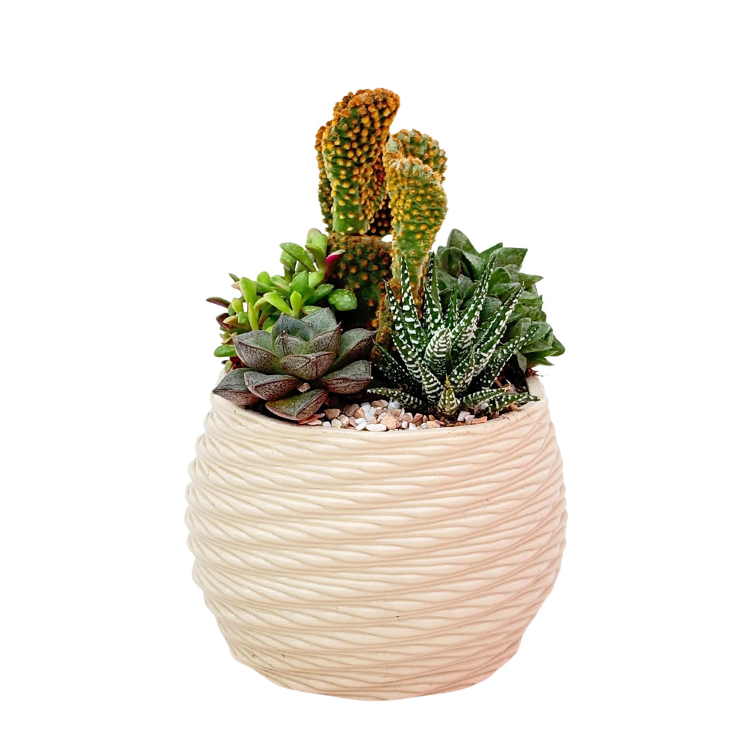 Composizione DesertiKa Carina Ø14 cm con cactus e piante grasse assortite in vaso decorativo color crema, ideale come pianta ornamentale da interno per casa e ufficio.