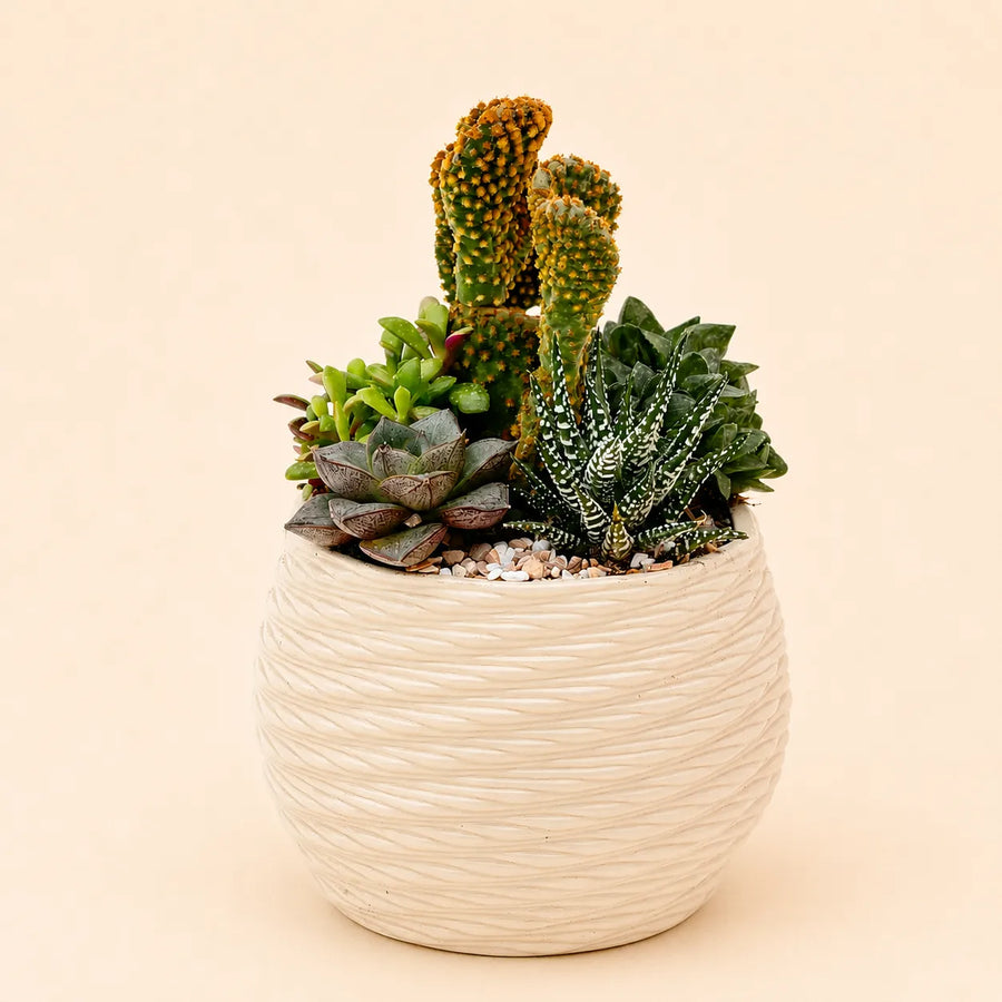 Composizione di piante grasse assortite con cactus ornamentali e haworthia in vaso bianco da interno stile moderno ed elegante.