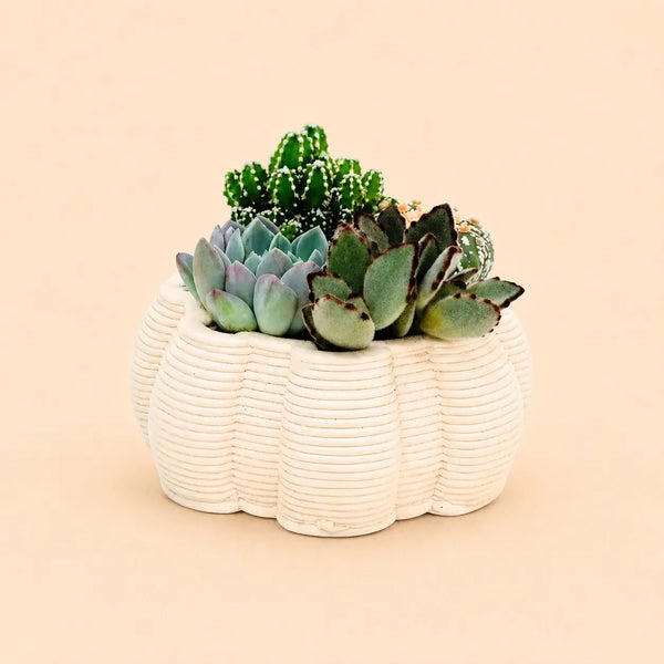 Composizioni di piante grasse in vaso ceramica artigianale iris D. 13 CM