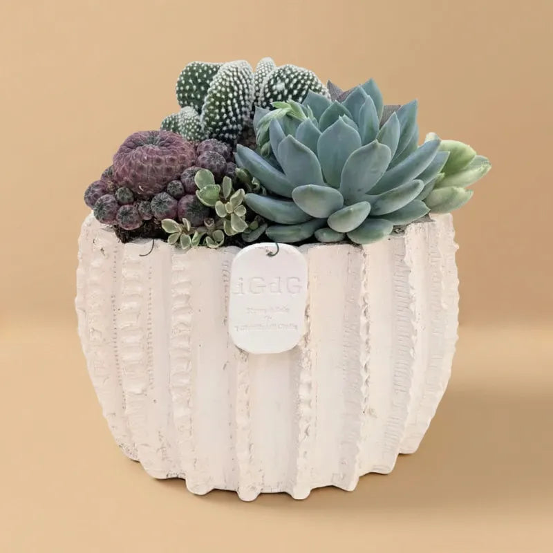 Composizione di piante grasse in vaso bianco su sfondo beige 