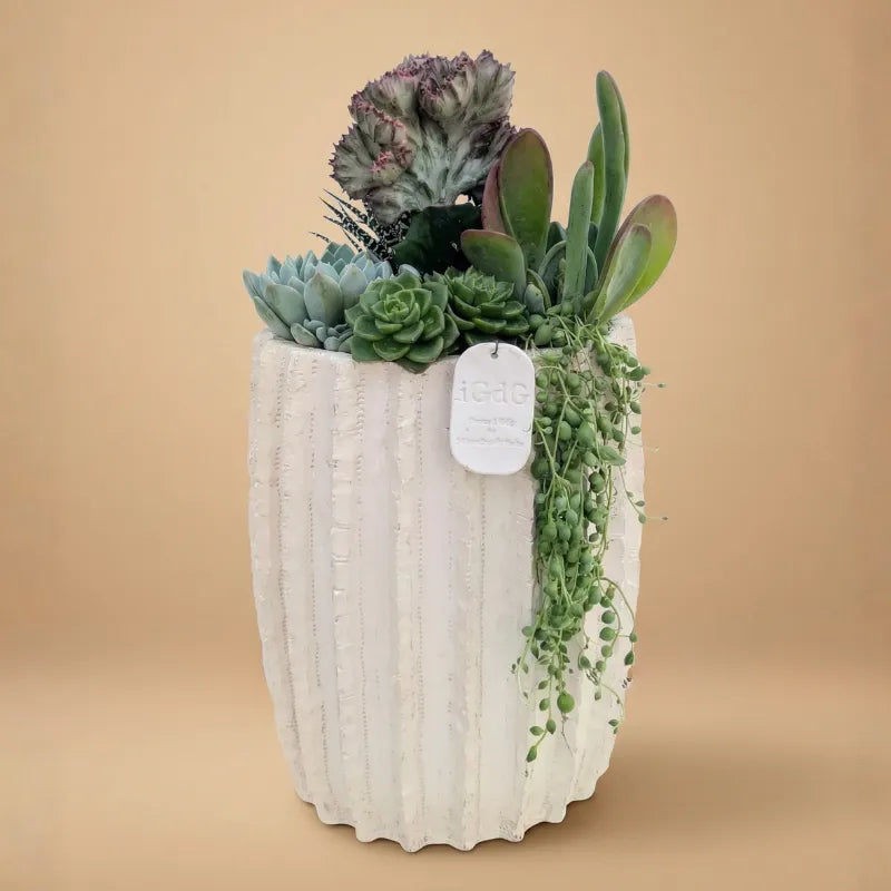 Composizione di piante grasse non vaso bianco su sfondo beige 