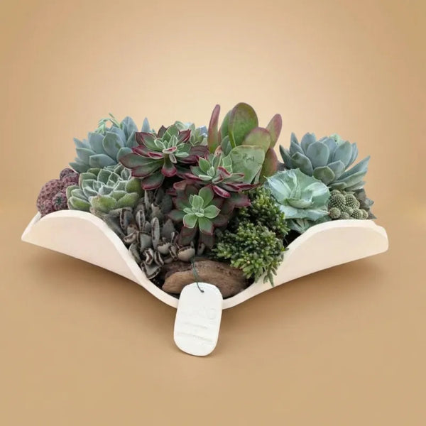 Composizione di piante grasse in vaso di argilla Rehos