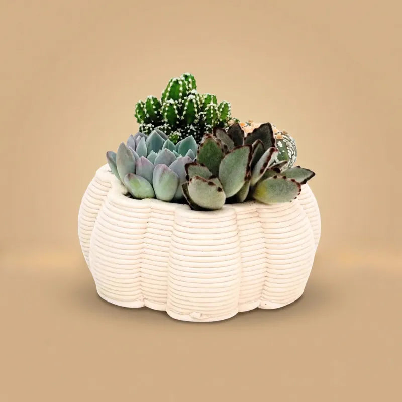 composizione di piante grasse in vaso biancvo su sfondo beige 