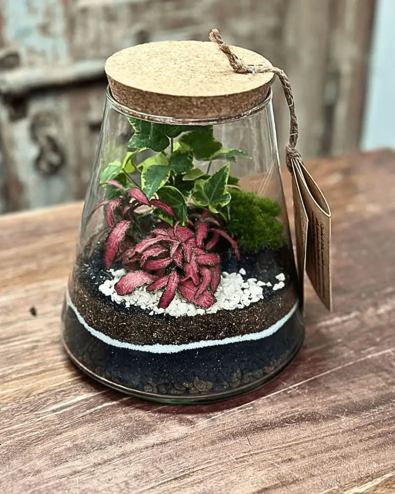 Terrario artigianale in vetro con tappo in sughero e piante tropicali