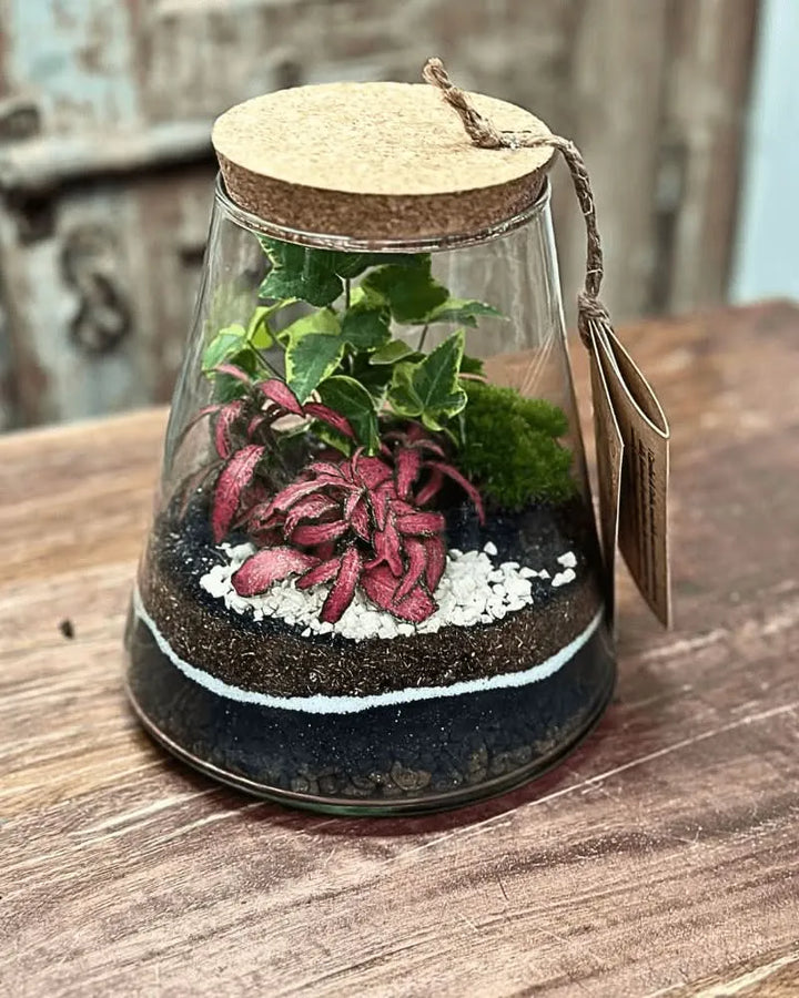 Terrario artigianale in vetro con tappo in sughero e piante tropicali