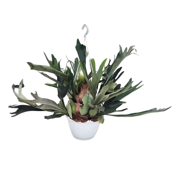Platycerium (Felce Corna di Cervo) in basket  Altezza Pianta 70 cm