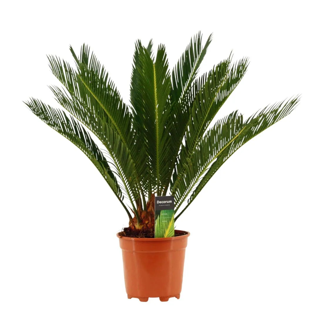 Cycas Revoluta Decorum H.65 cm - Pianta intera in vaso decorativo