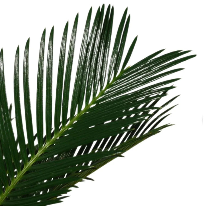 Cycas Revoluta Decorum - Dettaglio delle foglie rigide e lucide