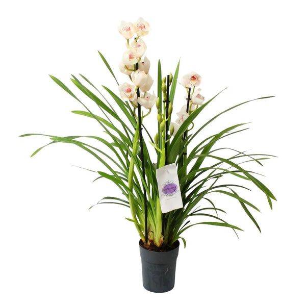Cymbidium BIanco 3-4 steli H.75 cm