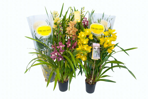 Cymbidium mix 3 steli H.85 cm