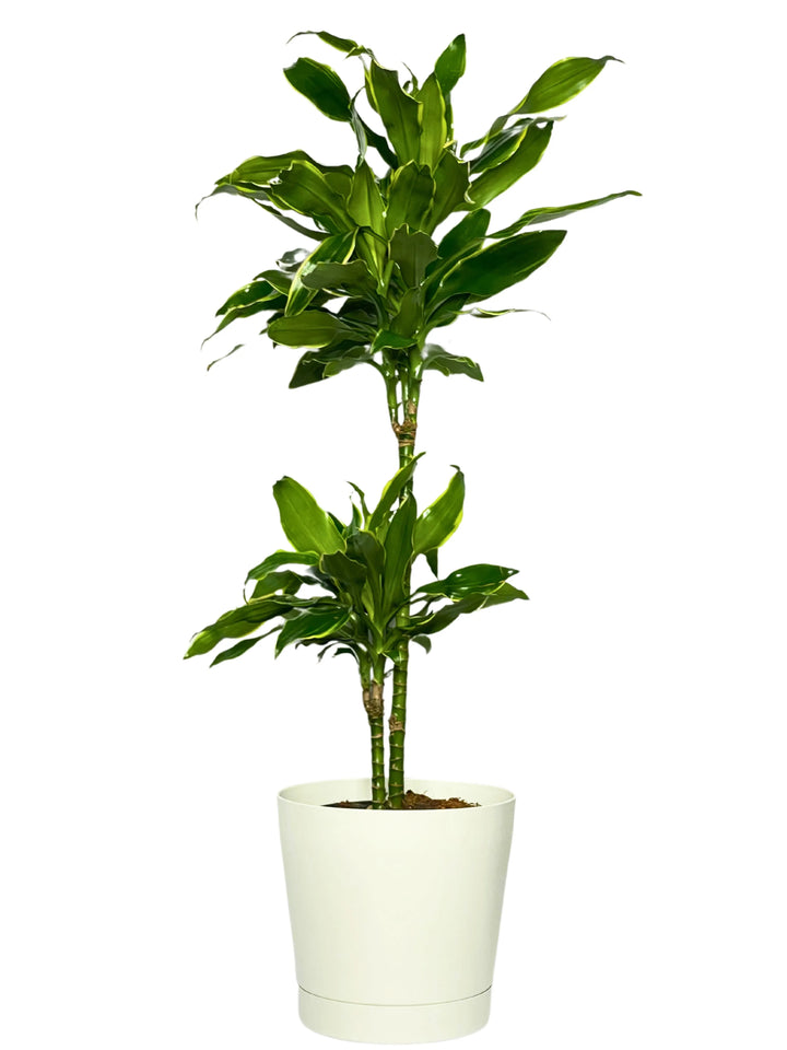 Dracaena Golden Coast - pianta da interno con foglie verdi e bordature dorate in vaso