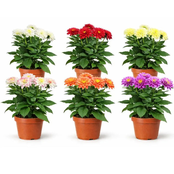 Dahlia online - Pianta di Dahlia in vaso, pronta per la fioritura estiva