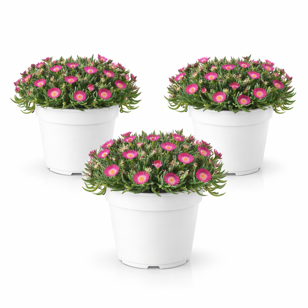 Delosperma Tricolor - esemplare con fiori rosa in vaso bianco, pianta succulenta da esterno