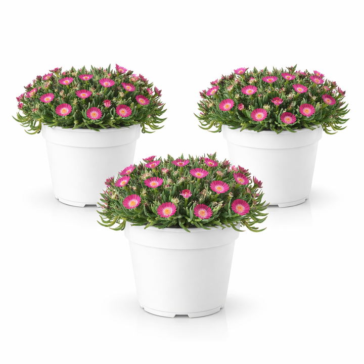 Delosperma Tricolor - esemplare con fiori rosa in vaso bianco, pianta succulenta da esterno