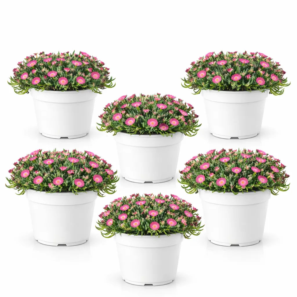 Delosperma Tricolor - set di piante con fiori rosa in vaso bianco, ideale per aiuole fiorite